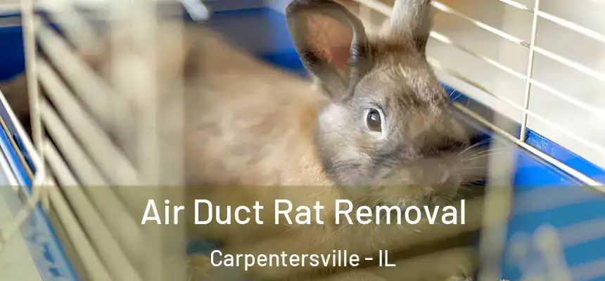  Air Duct Rat Removal Carpentersville - IL