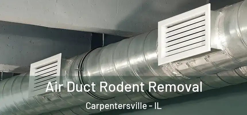 Air Duct Rodent Removal Carpentersville - IL