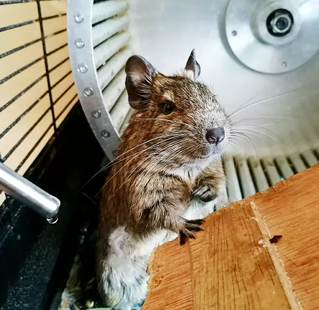 Why Homeowners & Businesses Trust Us Carpentersville, IL